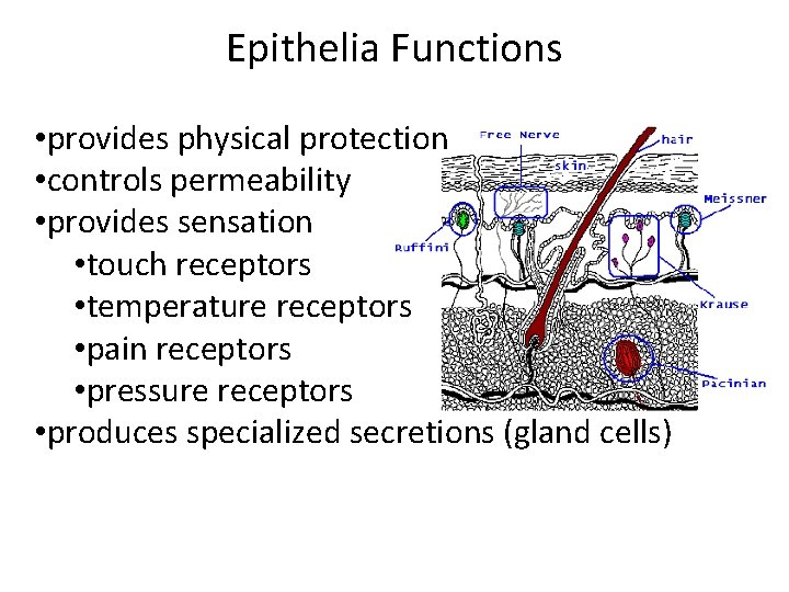 Epithelia Functions • provides physical protection • controls permeability • provides sensation • touch