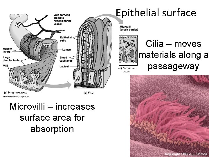 Epithelial surface Cilia – moves materials along a passageway Microvilli – increases surface area