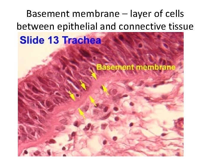 Basement membrane – layer of cells between epithelial and connective tissue 