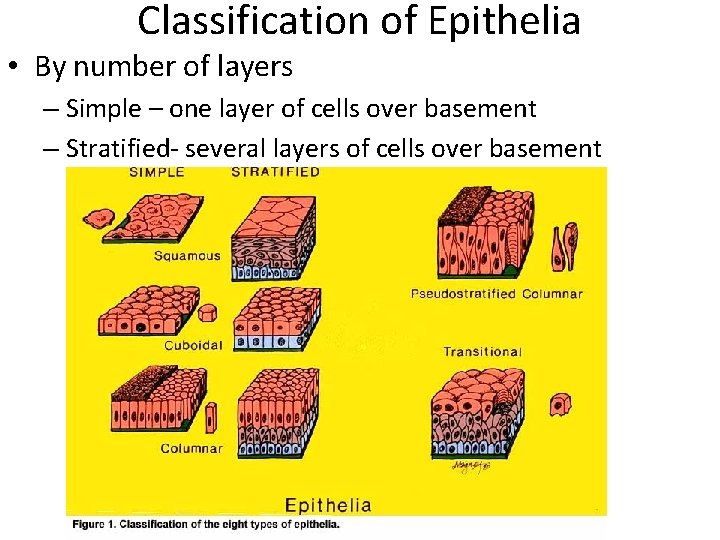 Classification of Epithelia • By number of layers – Simple – one layer of