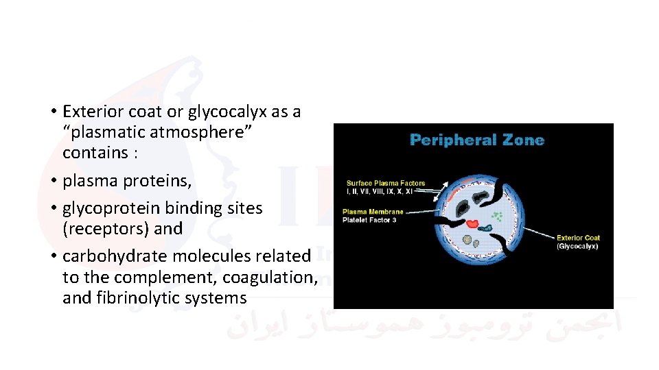  • Exterior coat or glycocalyx as a “plasmatic atmosphere” contains : • plasma