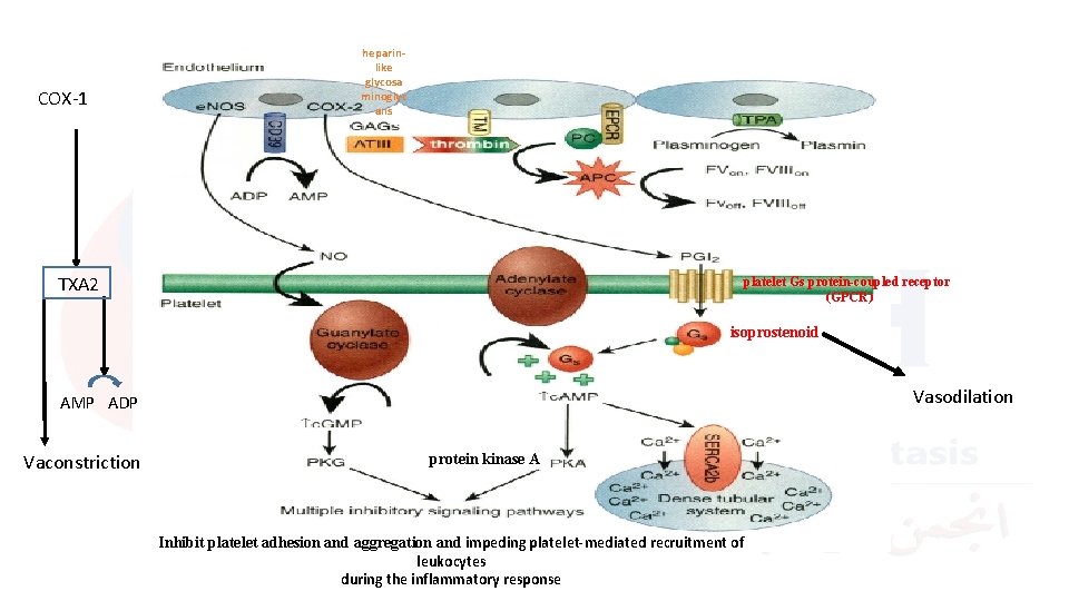 COX-1 heparinlike glycosa minoglyc ans TXA 2 platelet Gs protein-coupled receptor (GPCR) isoprostenoid Vasodilation