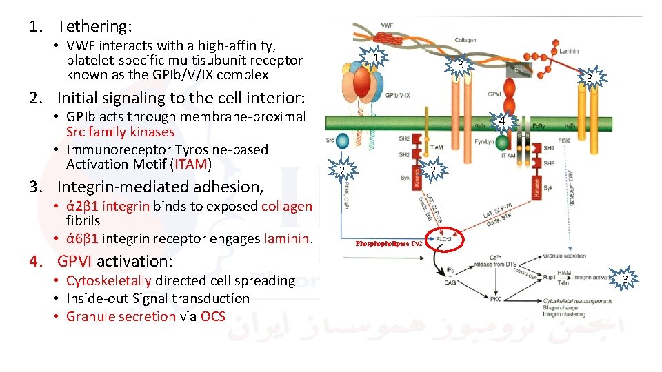 1. Tethering: • VWF interacts with a high-affinity, platelet-specific multisubunit receptor known as the