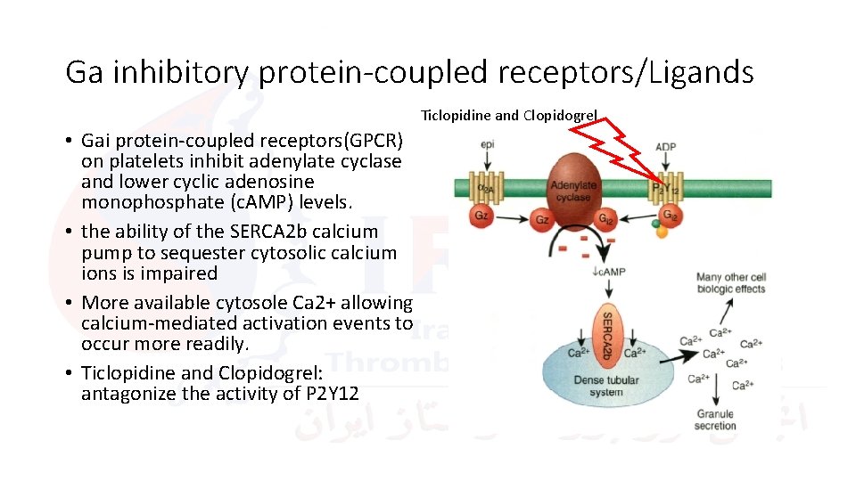 Ga inhibitory protein-coupled receptors/Ligands Ticlopidine and Clopidogrel • Gai protein-coupled receptors(GPCR) on platelets inhibit