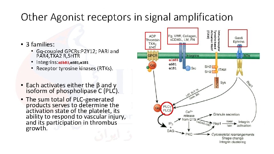 Other Agonist receptors in signal amplification Immunoreceptor Tyrosine-based Activation Motif (ITAM) • 3 families: