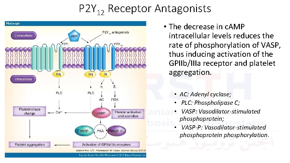 P 2 Y 12 Receptor Antagonists • The decrease in c. AMP intracellular levels