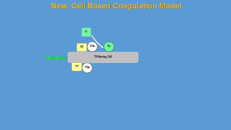 New, Cell Based Coagulation Model X VIIa TF Xa TF-Bearing Cell Initiation TF VIIa