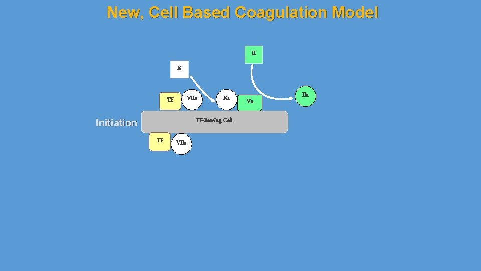 New, Cell Based Coagulation Model II X VIIa TF Xa TF-Bearing Cell Initiation TF
