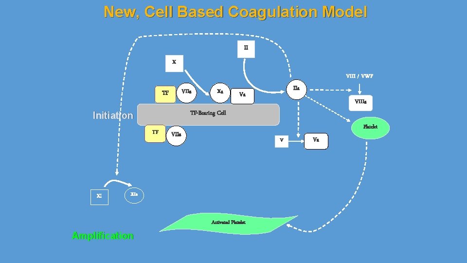 New, Cell Based Coagulation Model II X VIII / VWF VIIa TF TF VIIIa