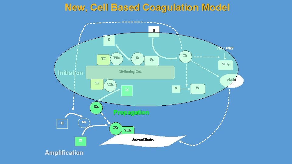 New, Cell Based Coagulation Model II X VIII / VWF VIIa TF TF IXa