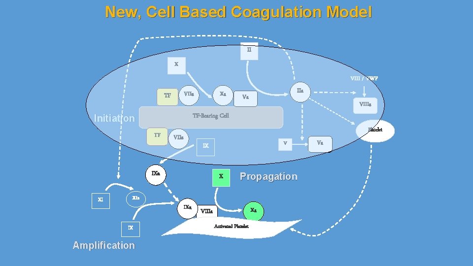 New, Cell Based Coagulation Model II X VIII / VWF VIIa TF Xa TF