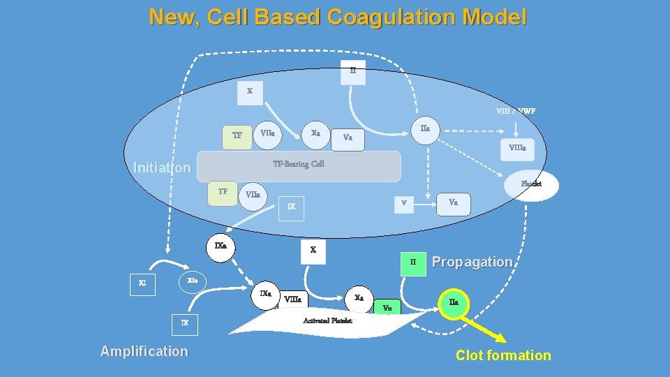 New, Cell Based Coagulation Model II X VIII / VWF VIIa TF Xa TF