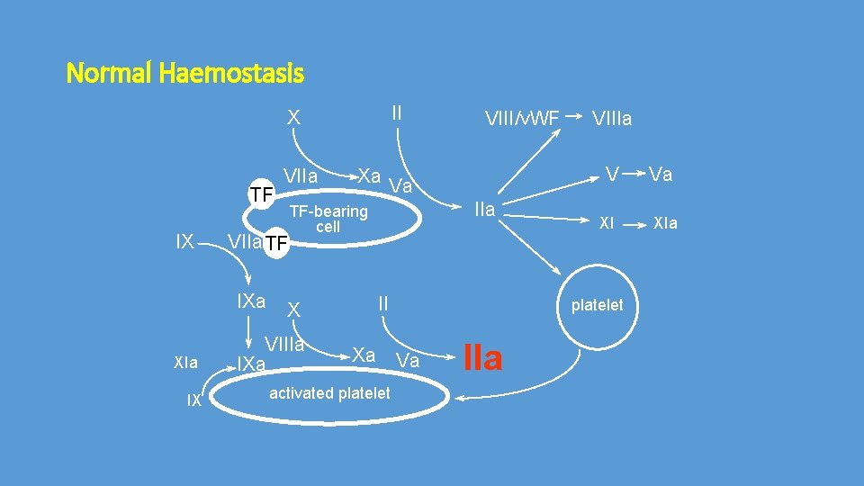 Normal Haemostasis II X TF IX VIIa TF IXa XIa IX VIIa Xa Va