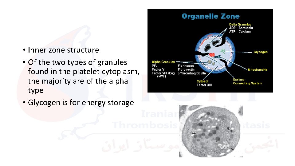  • Inner zone structure • Of the two types of granules found in