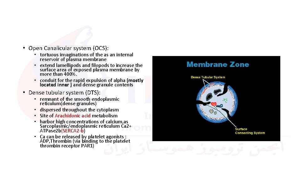  • Open Canalicular system (OCS): • tortuous invaginations of the as an internal