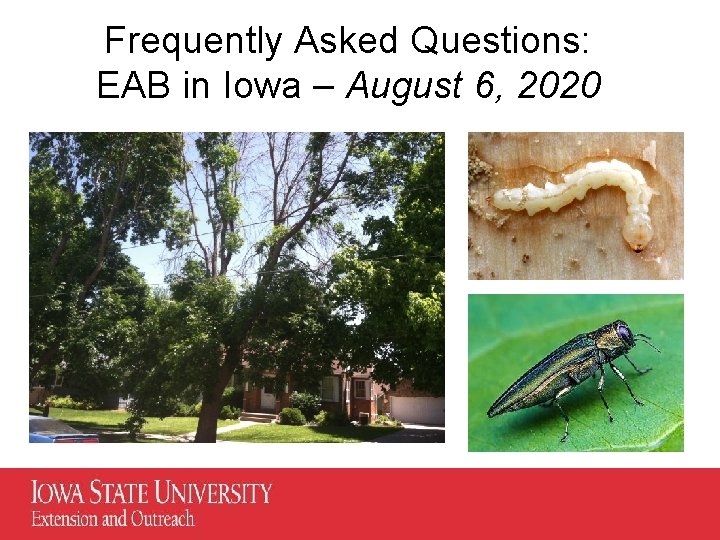 Frequently Asked Questions: EAB in Iowa – August 6, 2020 