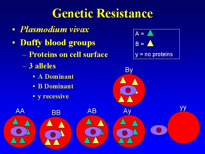 Genetic Resistance • Plasmodium vivax • Duffy blood groups – Proteins on cell surface