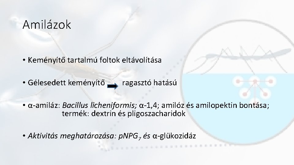 Amilázok • Keményítő tartalmú foltok eltávolítása • Gélesedett keményítő ragasztó hatású • α-amiláz: Bacillus