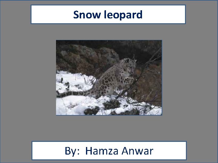 Snow leopard By: Hamza Anwar 