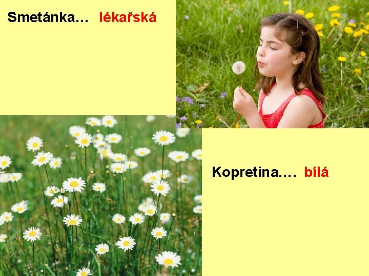 Smetánka… lékařská Kopretina…. bílá 