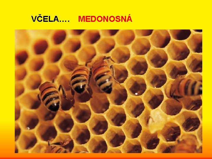 VČELA…. MEDONOSNÁ 