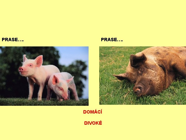 PRASE…. DOMÁCÍ DIVOKÉ 