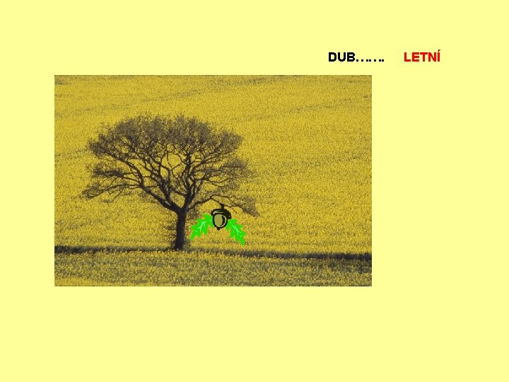 DUB……. LETNÍ 