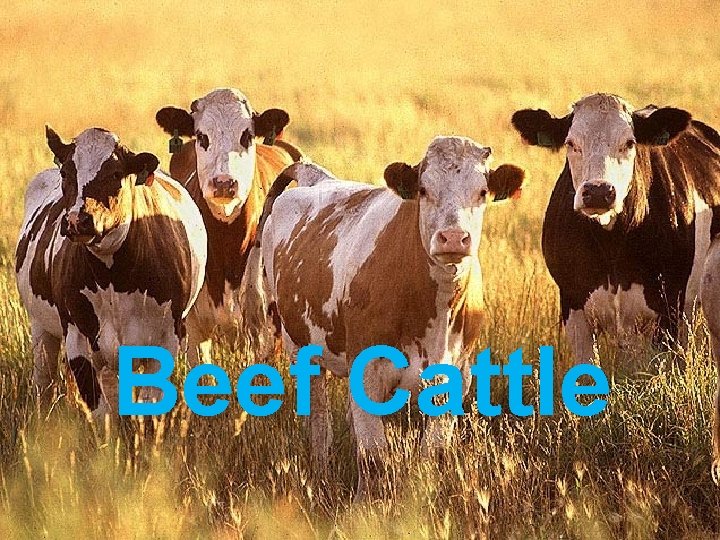 Beef Cattle 