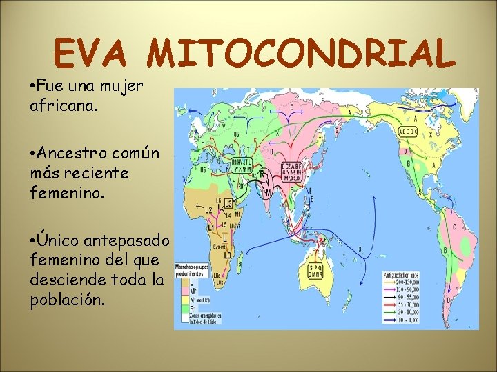 EVA MITOCONDRIAL • Fue una mujer africana. • Ancestro común más reciente femenino. •