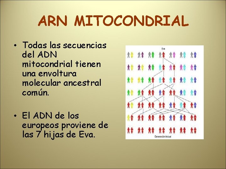 ARN MITOCONDRIAL • Todas las secuencias del ADN mitocondrial tienen una envoltura molecular ancestral