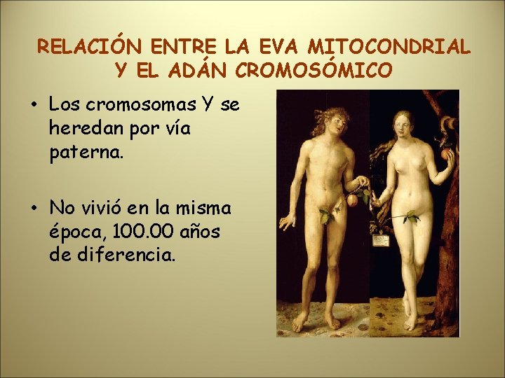 RELACIÓN ENTRE LA EVA MITOCONDRIAL Y EL ADÁN CROMOSÓMICO • Los cromosomas Y se