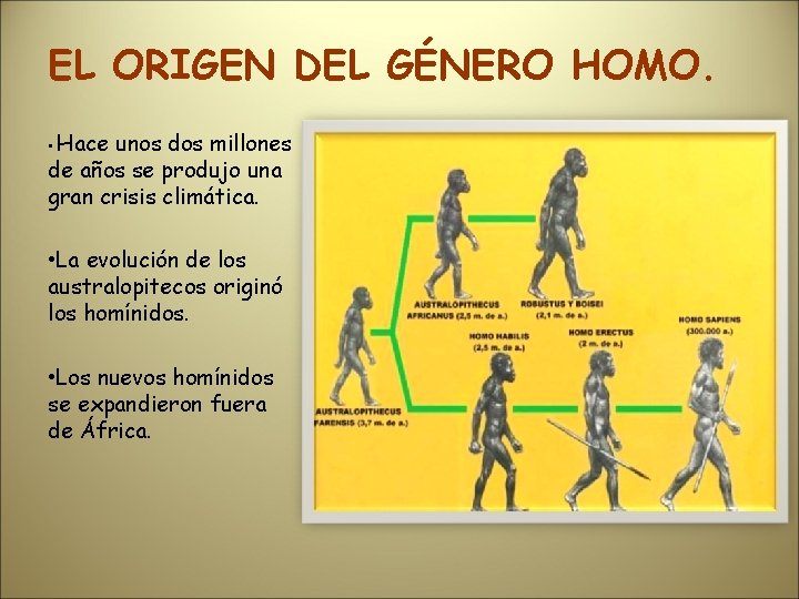 EL ORIGEN DEL GÉNERO HOMO. • Hace unos dos millones de años se produjo