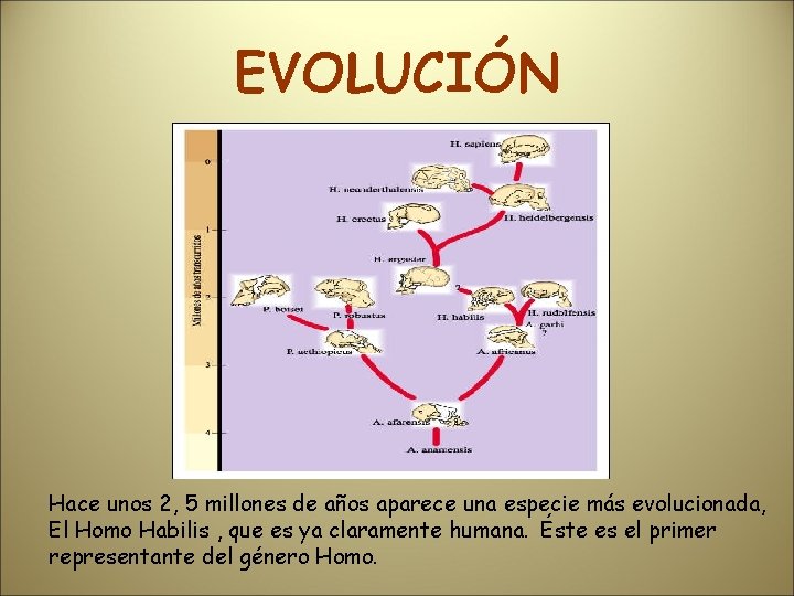 EVOLUCIÓN Hace unos 2, 5 millones de años aparece una especie más evolucionada, El