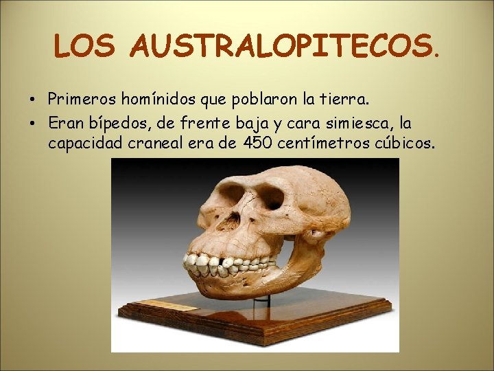 LOS AUSTRALOPITECOS. • Primeros homínidos que poblaron la tierra. • Eran bípedos, de frente