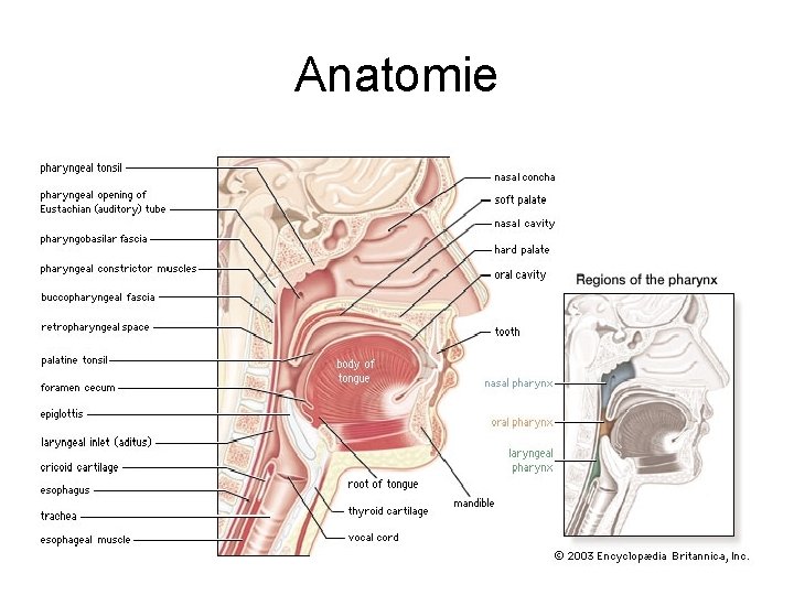 Anatomie 