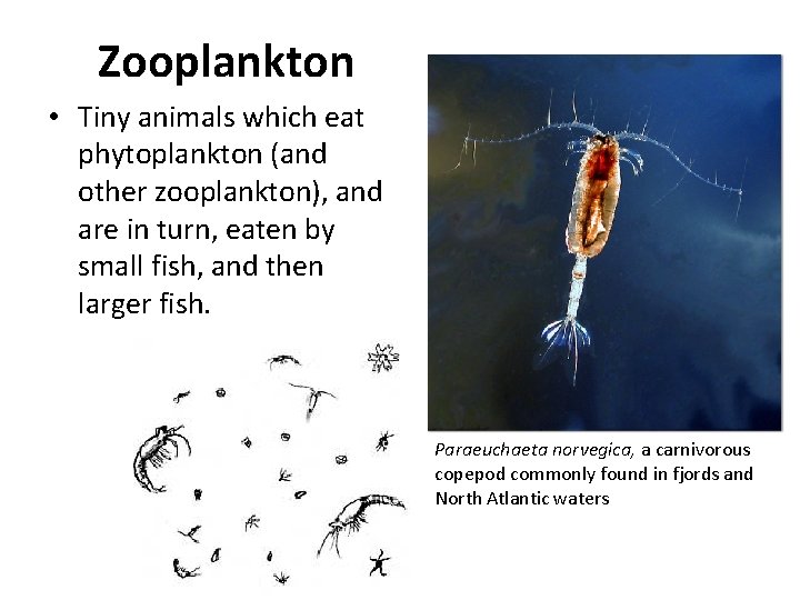 Zooplankton • Tiny animals which eat phytoplankton (and other zooplankton), and are in turn,
