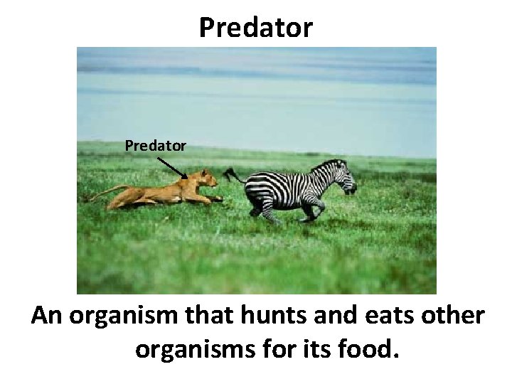 Predator An organism that hunts and eats other organisms for its food. 