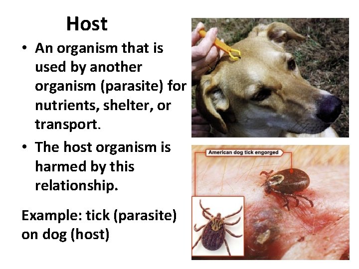 Host • An organism that is used by another organism (parasite) for nutrients, shelter,