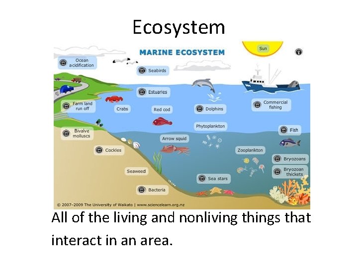 Ecosystem All of the living and nonliving things that interact in an area. 