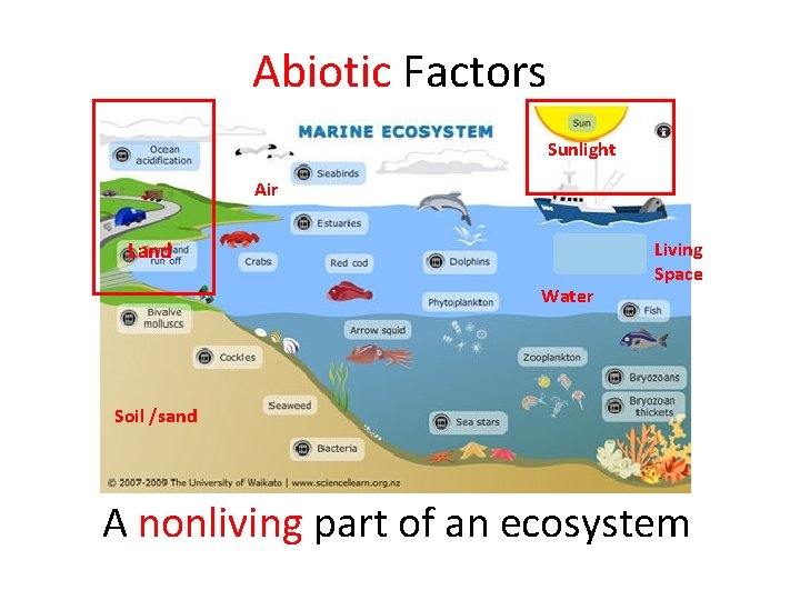 Abiotic Factors Sunlight Air Land Water Living Space Soil /sand A nonliving part of
