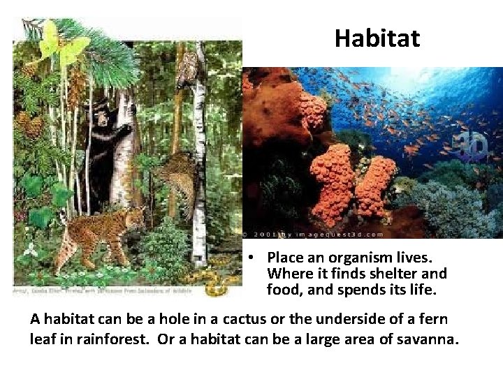 Habitat • Place an organism lives. Where it finds shelter and food, and spends