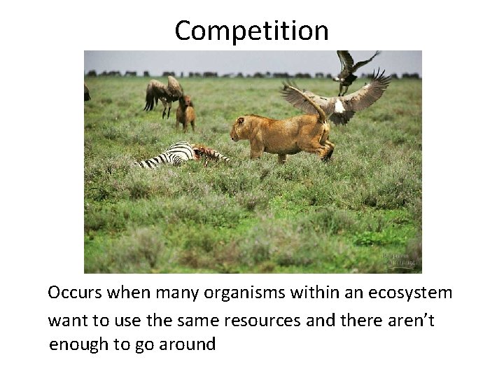 Competition Occurs when many organisms within an ecosystem want to use the same resources