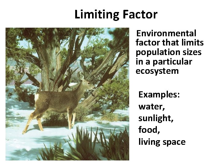 Limiting Factor Environmental factor that limits population sizes in a particular ecosystem Examples: water,