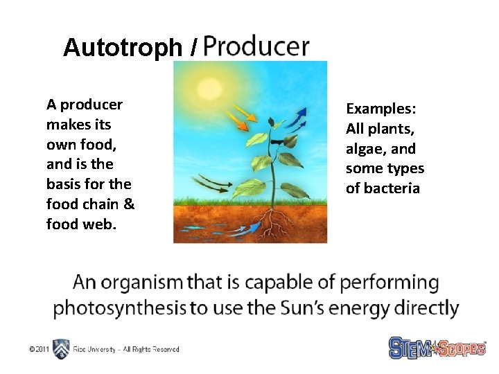 Autotroph / A producer makes its own food, and is the basis for the