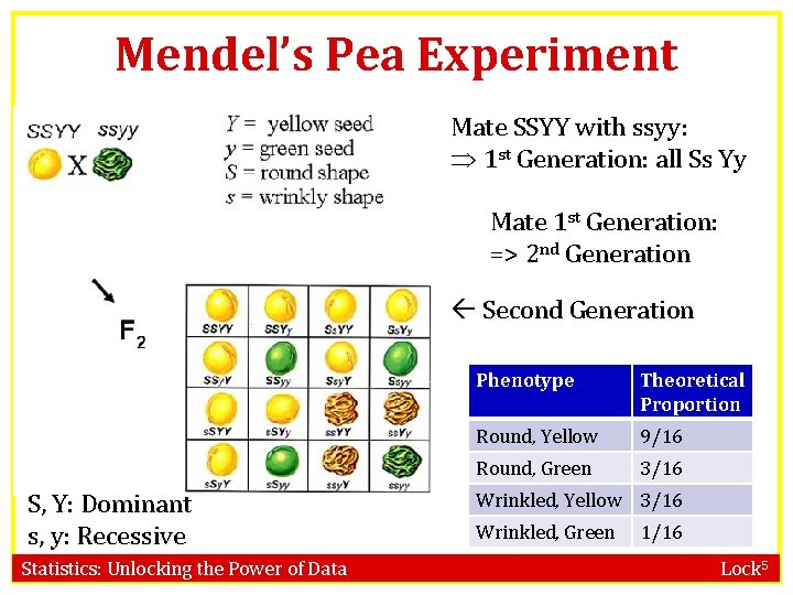 Mendel’s Pea Experiment Mate SSYY with ssyy: Þ 1 st Generation: all Ss Yy