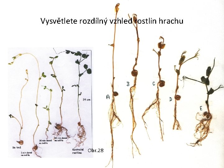 Vysvětlete rozdílný vzhled rostlin hrachu Obr. 28 