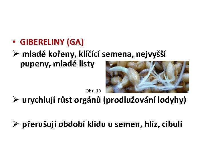  • GIBERELINY (GA) Ø mladé kořeny, klíčící semena, nejvyšší pupeny, mladé listy Obr.