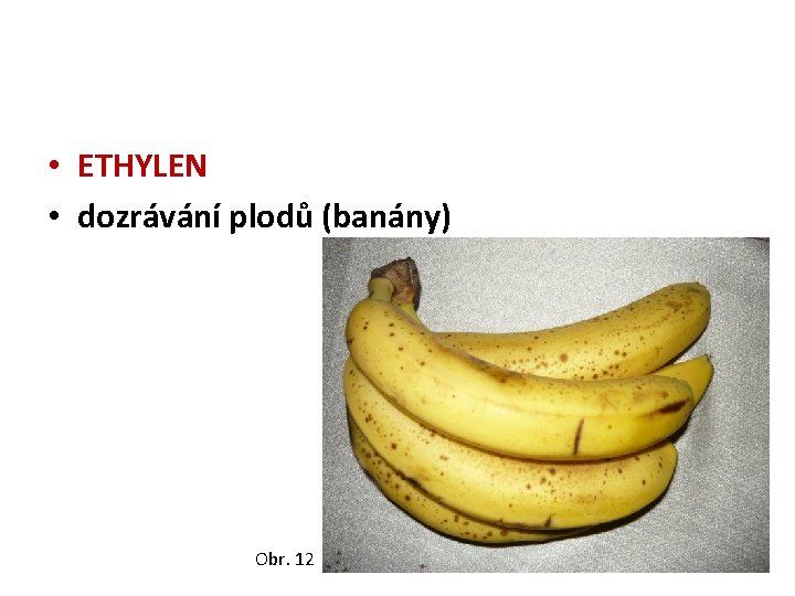  • ETHYLEN • dozrávání plodů (banány) Obr. 12 