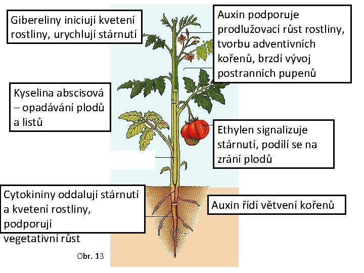 Gibereliny iniciují kvetení rostliny, urychlují stárnutí Kyselina abscisová – opadávání plodů a listů Cytokininy