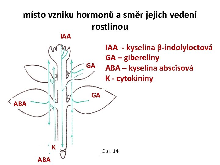 místo vzniku hormonů a směr jejich vedení rostlinou IAA GA IAA - kyselina β-indolyloctová